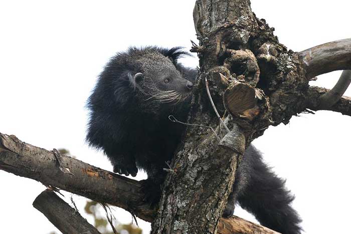 Binturong Arabella albero