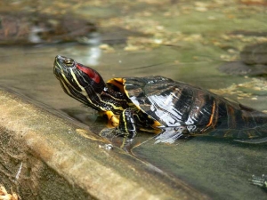 Roma, Invasione delle specie aliene, il Bioparco in prima fila per sensibilizzare sul fenomeno.