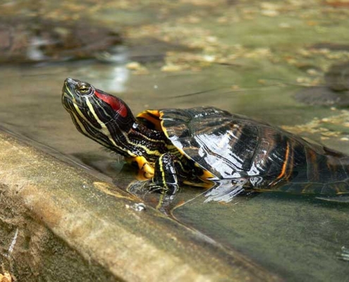 Roma, Invasione delle specie aliene, il Bioparco in prima fila per sensibilizzare sul fenomeno.