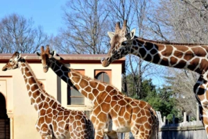 Bioparco di Roma, San Valentino mascherati.