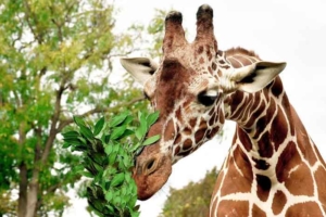 Bioparco di Roma “Giraffa, un animale da record!”.