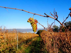 Nasce La Francigena del gusto in Tuscia