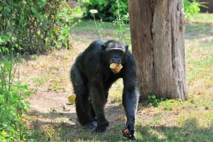 Bioparco di Roma “Carnevale i vestiti degli animali”.