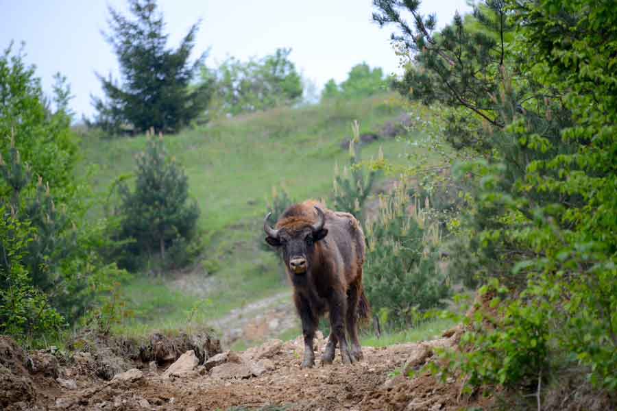 Giornata Mondiale della fauna selvatica.