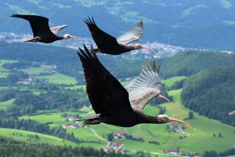 Giornata Mondiale della fauna selvatica.