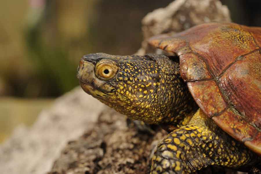 Giornata Mondiale della fauna selvatica.