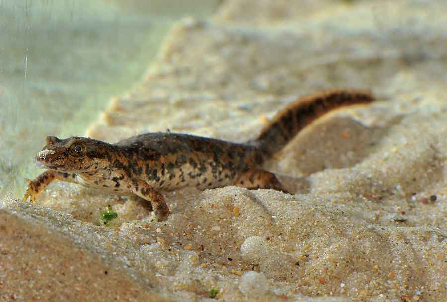 Giornata Mondiale della fauna selvatica.