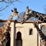 Bioparco di Roma “Sua Altezza la Giraffa”.
