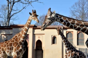 Bioparco di Roma “Sua Altezza la Giraffa”.