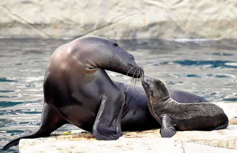 Bioparco di Roma è nata un’Otaria.