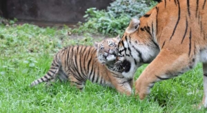 Bioparco di Roma da oggi Kala è visibile.