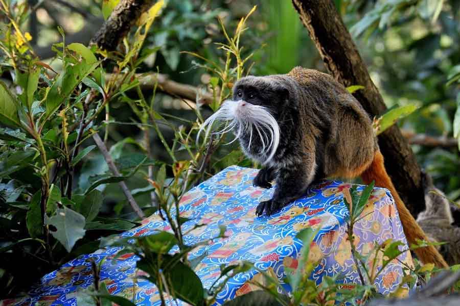 Natale Magico al Bioparco di Roma! Tra giochi e scoperte.