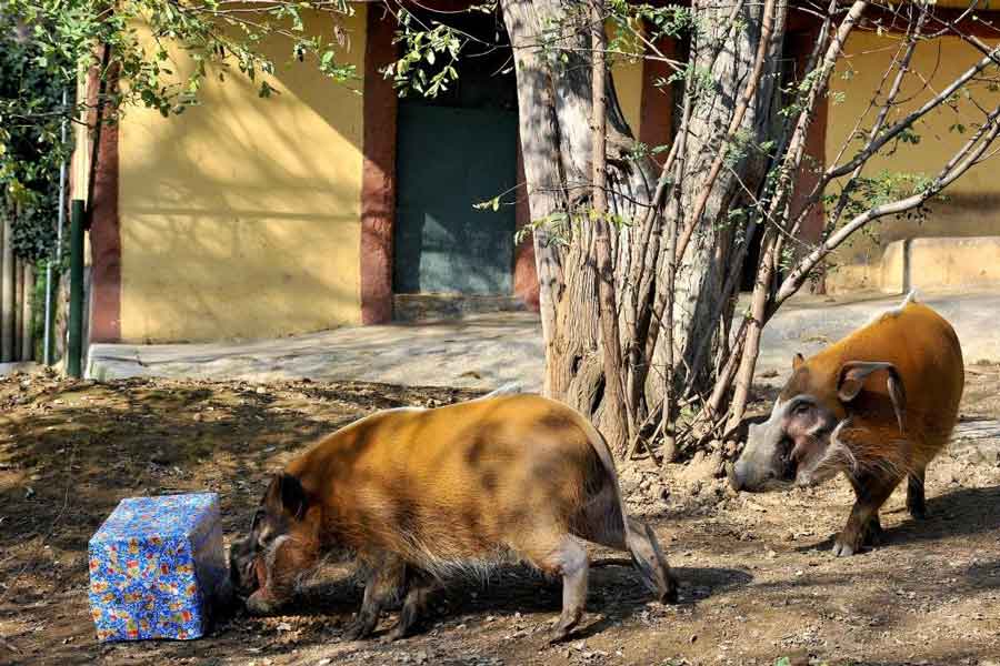 Natale Magico al Bioparco di Roma! Tra giochi e scoperte.