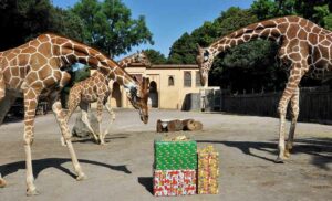 Natale Magico al Bioparco di Roma! Tra giochi e scoperte.